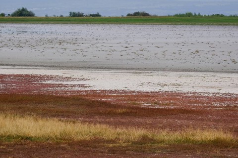 Dried-up salt puddle in late summer
