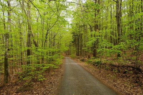 Hiking trail through the beech forest