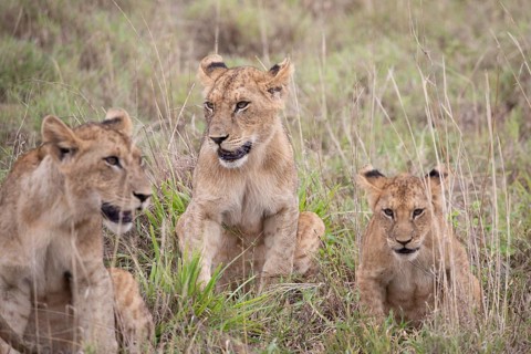 Lion