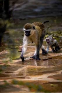 Vervet monkey