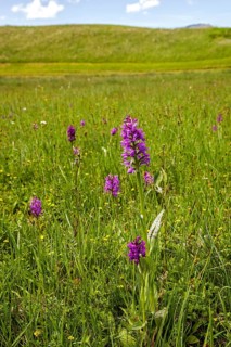 Broad-leaved western marsh orchid