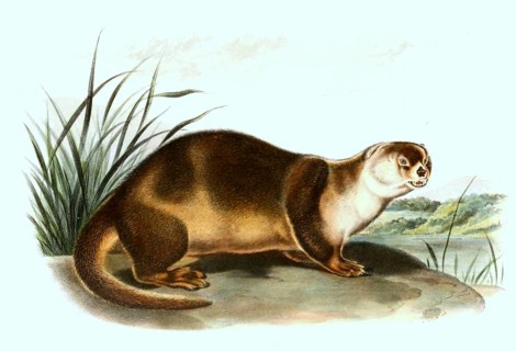 North American otter