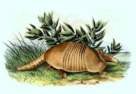 Nine-banded armadillo