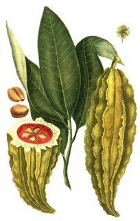 Fruit of the cacao tree