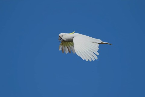 Sulphur-crested cockatoo