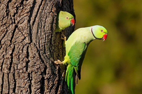 Two collared parakeets