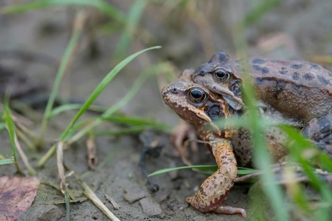 Grasfrosch