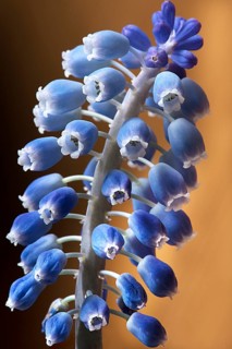 Bluete einer Armenischen Traubenhyazinthe