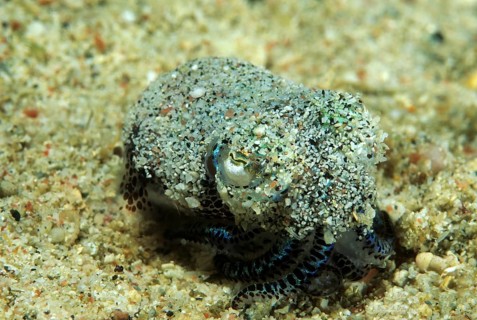 Kleine Tintenschnecke
