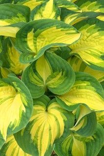 Leaves of a hosta
