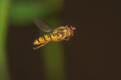 Grove or marmalade hoverfly