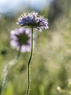 Field scabious