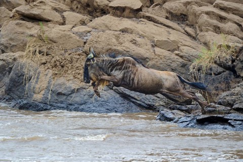 Blue wildebeest