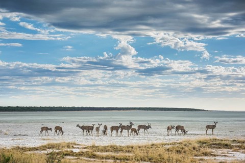 Greater kudu