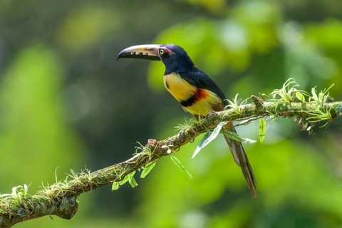 Collared aracari