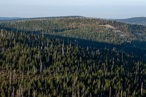 Ausblick vom Lusen auf Wald und Berge