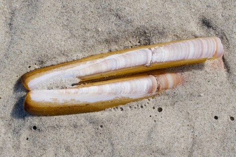 Schwertfoermige Scheidenmuschel