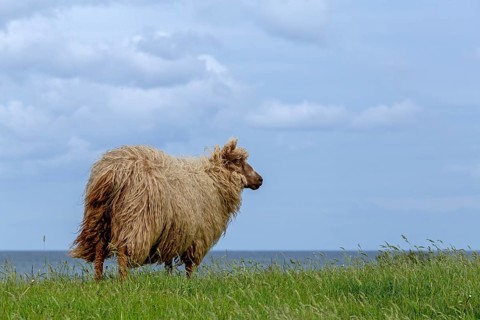Norwegian sheep on the dike