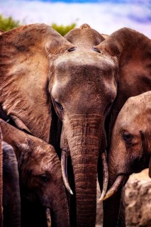 African elephants