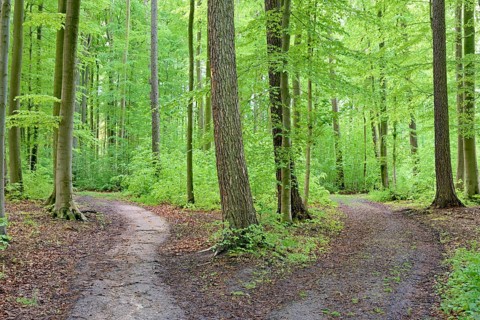Deciduous forest in spring