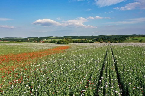 Field with Waldviertel grey poppy