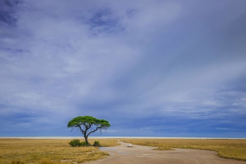 Tree at the edge of the salt pan