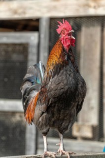 Portrait of a Rooster crowing in a farmyard. Educational Farm