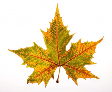 Herbstlich verfaerbtes Spitzahornblatt
