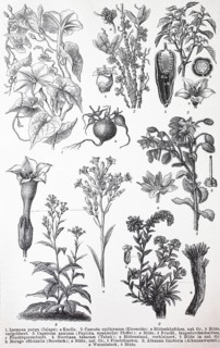 Verschiedene Tubiflorae