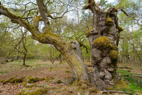 Knotty beech