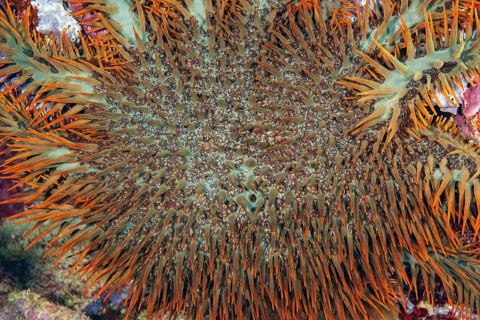 Crown of thorns