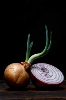 Sprouting common onion