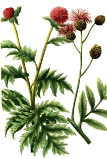 Centaurium majus
