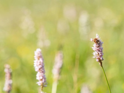 Meadow bistort