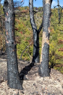 Burnt trees in the Ligurian Mountains near Triora