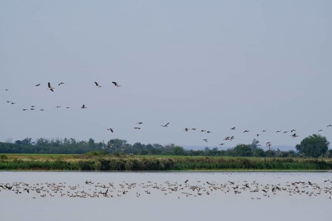 Flock of greylag geese