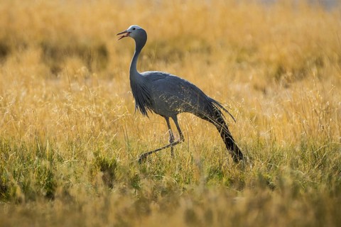 Paradise crane