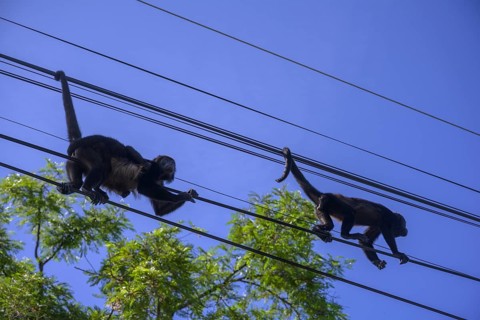Mantled howlers