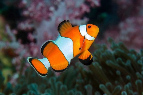 Falscher Anemonenfisch