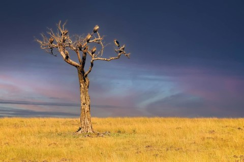 Withered tree with various vulture species in front of a thunderstorm front