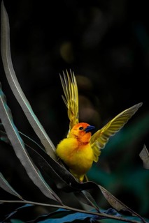 Golden palm weaver