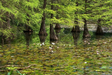 Pond with water lilies