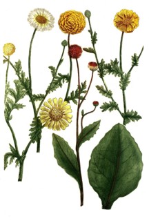 Chrysanthemum matricariae