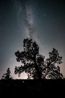 Silhouette of a tree against night sky