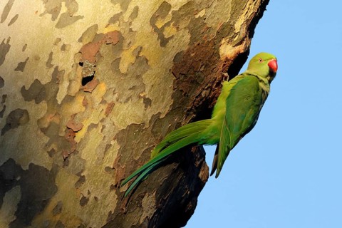 Rose-ringed parakeet