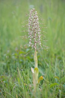 Lizard orchid