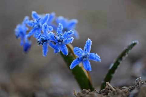 Squill