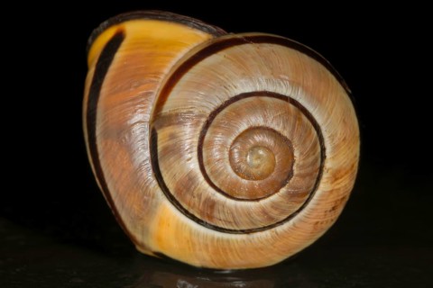 Gehaeuse einer Hain-Baenderschnecke