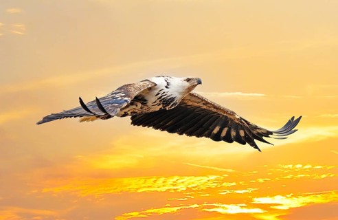 African fish eagle
