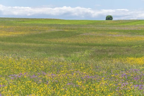 Nature reserve of Rotenbach meadows in High Black Forest. Friedenweiler